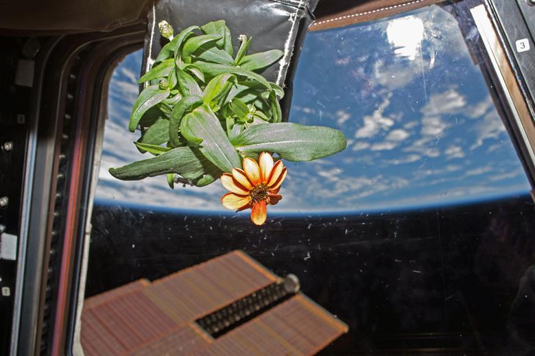 Science in microgravity | Feature | Chemistry World