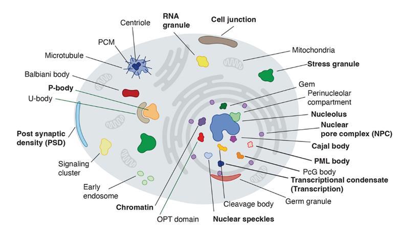 Subcell ‘Hidden grammar’ explains proteins’ distribution into sub-cellular ...