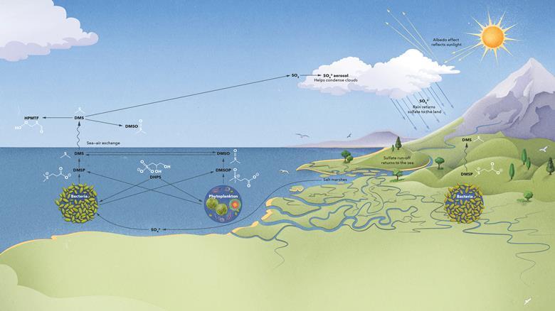 The Secrets Of The Sulfur Cycle | Feature | Chemistry World