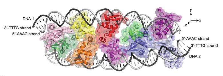 An unprecedented supramolecular structure brings new complexities to ...