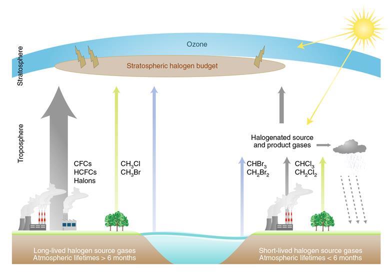 Chloroform poses new threat to ozone recovery Research Chemistry World