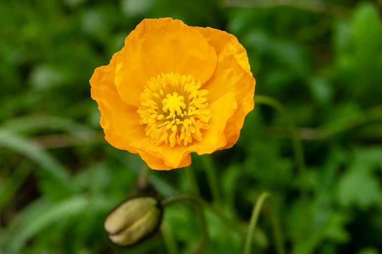 Biomimetic synthesis cultivates yellow poppy pigment | Research ...