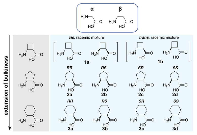 Unnatural cyclic amino acids push limits of ribosome Research