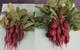 Two bunches of radishes, one grown naturally and one with the aid of the bionic leaf fertiliser system. The aided radishes are considerably larger than the naturally grown ones