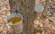 A bucket collecting maple syrup tapped from the tree