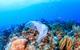 Plastic pollution: a discarded plastic rubbish bags floats on a tropical coral reef presenting a hazard to marine life
