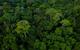 Aerial view of a tropical forest