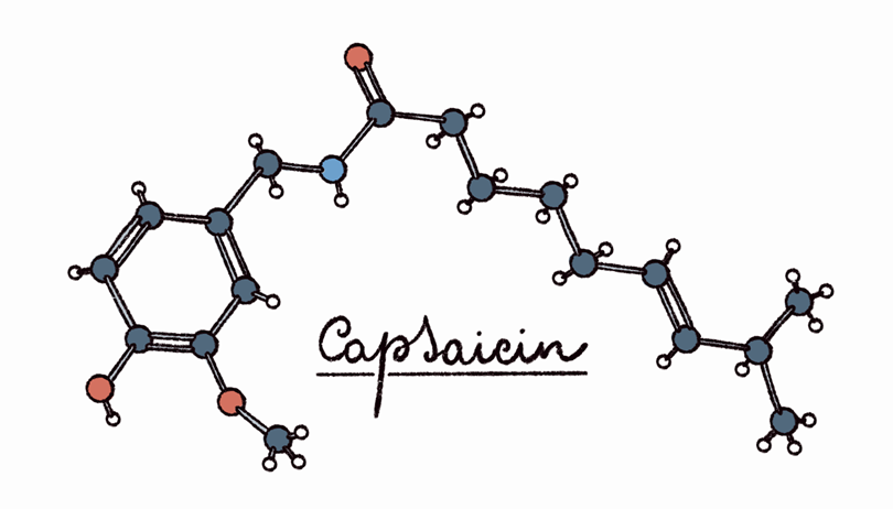 Brain chemistry basics | Feature | Chemistry World