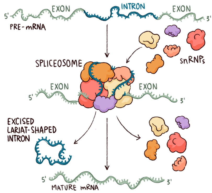 Uncovering how the spliceosome makes the cut | Feature | Chemistry World