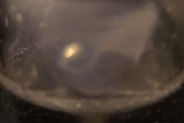 sodium reacting with water with the blue colour of the solvated electron visible