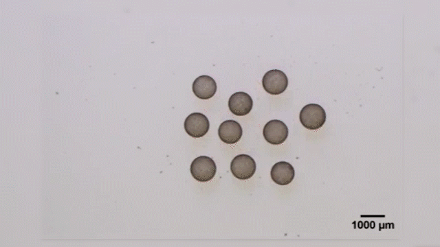 The droplets form clusters and move when exposed to light.