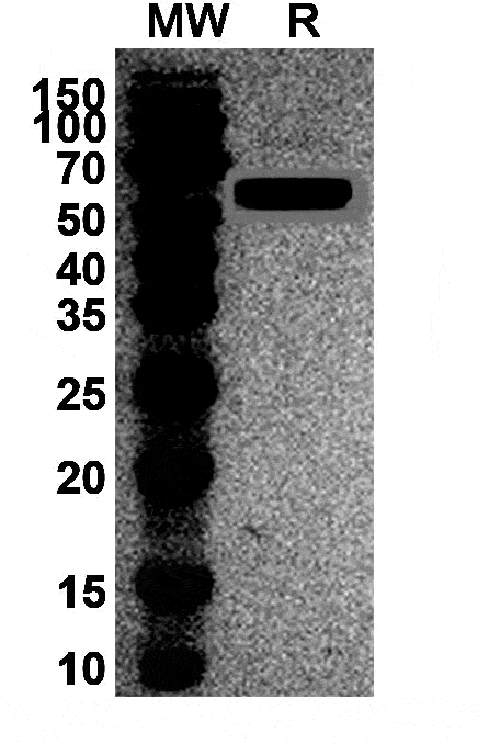 Antibody data