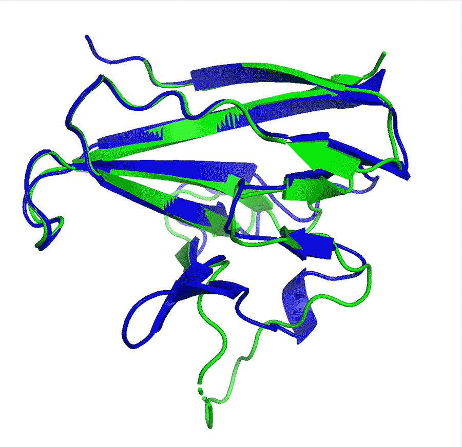 An image showing the predicted and experimental structure of the ORF8 accessory protein in Sars-CoV-2