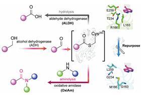 Engineered enzymes could boost amide bond-forming efficiency for drug synthesis
