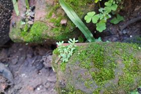 Discovery of unique modification to plant’s carbon dioxide-fixing enzyme could boost crops