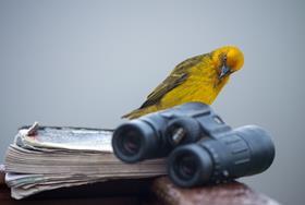 How bird photography made me a better chemist