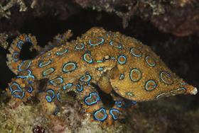 Bacteria tweaked to produce high yields of colour-changing pigment behind octopus camouflage