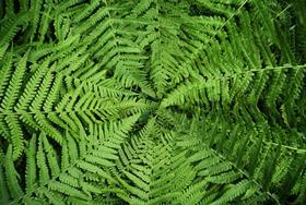 Green chemistry and sustainable manufacturing in India