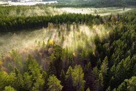 Rising carbon dioxide levels leave conifer forests struggling to get enough nitrogen