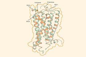 Scientists capture crystal structures of cannabinoid receptor in action