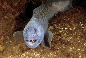 Wolffish teeth contain a rare material that shrinks when squeezed rather than expanding
