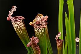 Pitcher plants’ deadly bouquet seduces prey