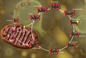 Citric acid cycle a ‘garbage compactor’ as well as an energy powerhouse